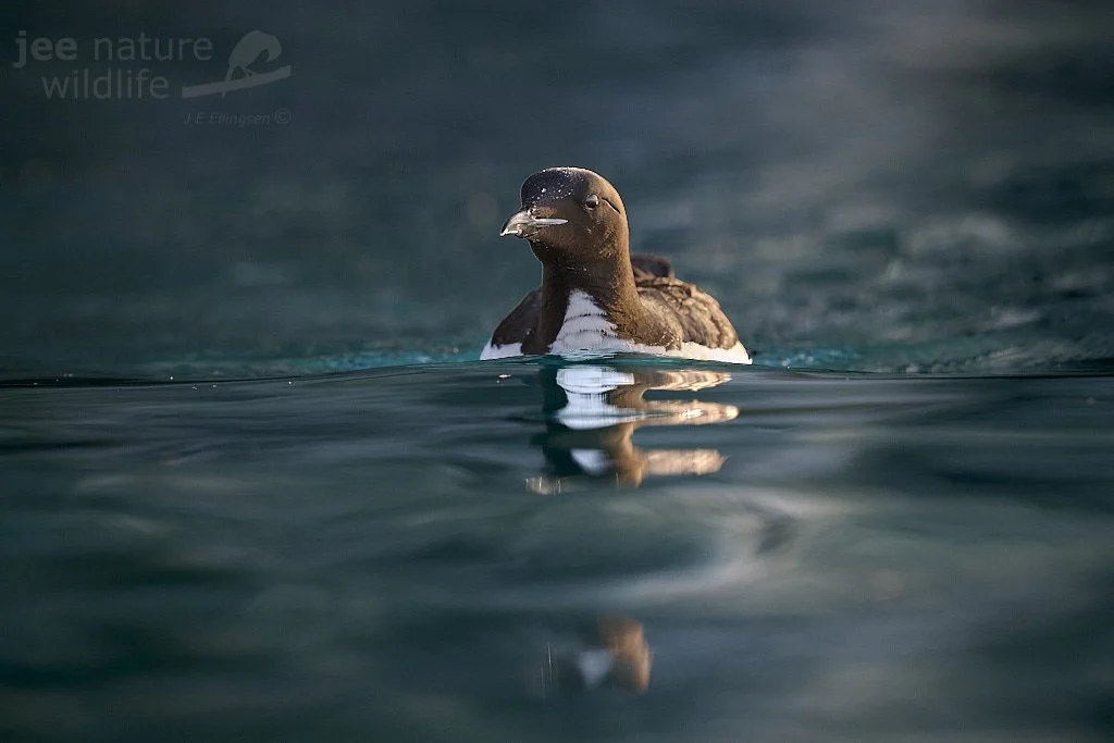 The Auk Mountain