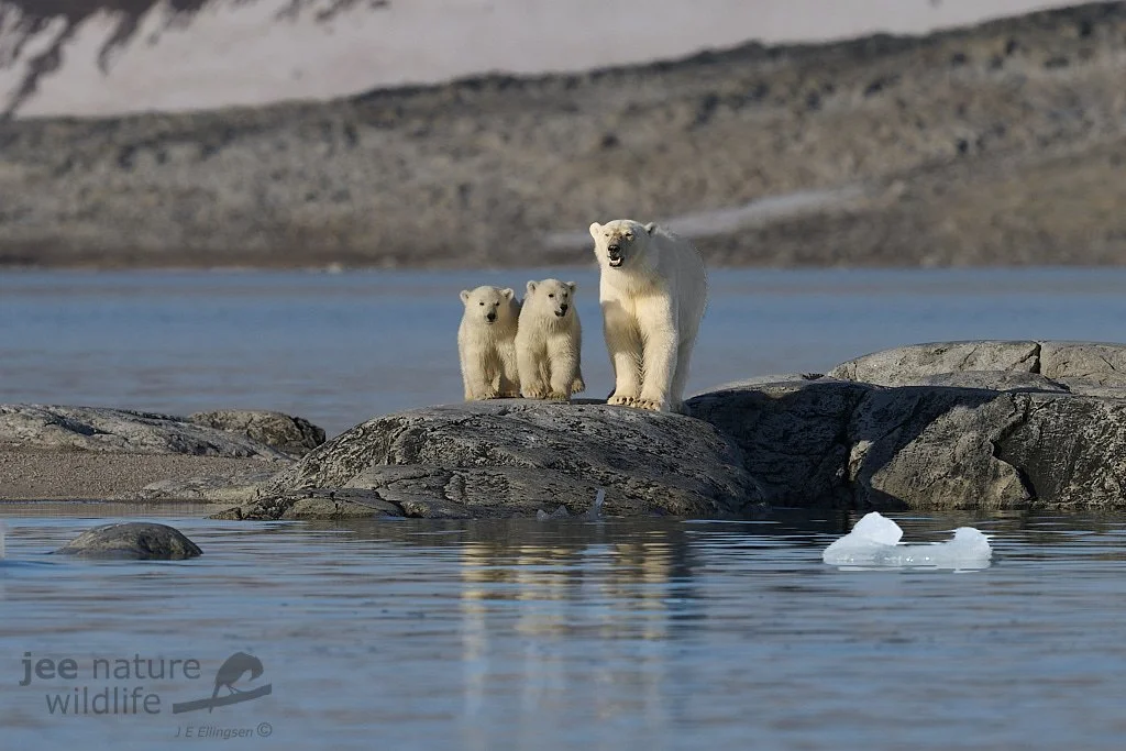 A mother and two hungry cubs