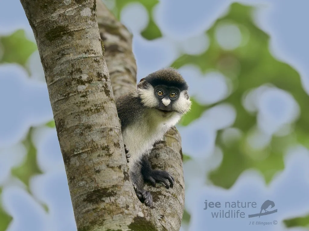 A red-tailed monkey peering out from behind a tree trunk amid green leaves.