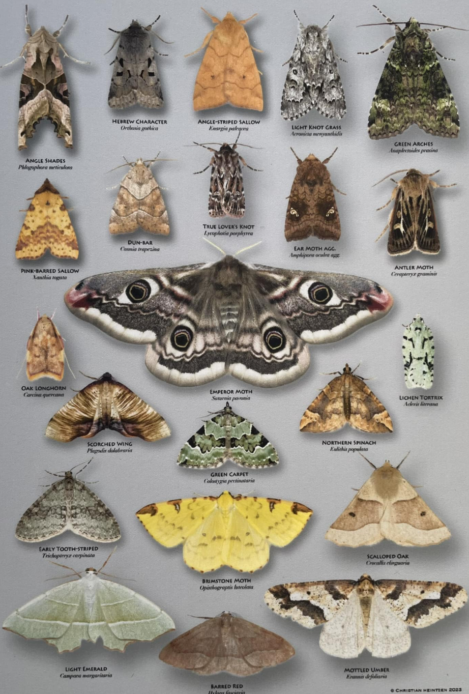 Types Of Large Moth Uk
