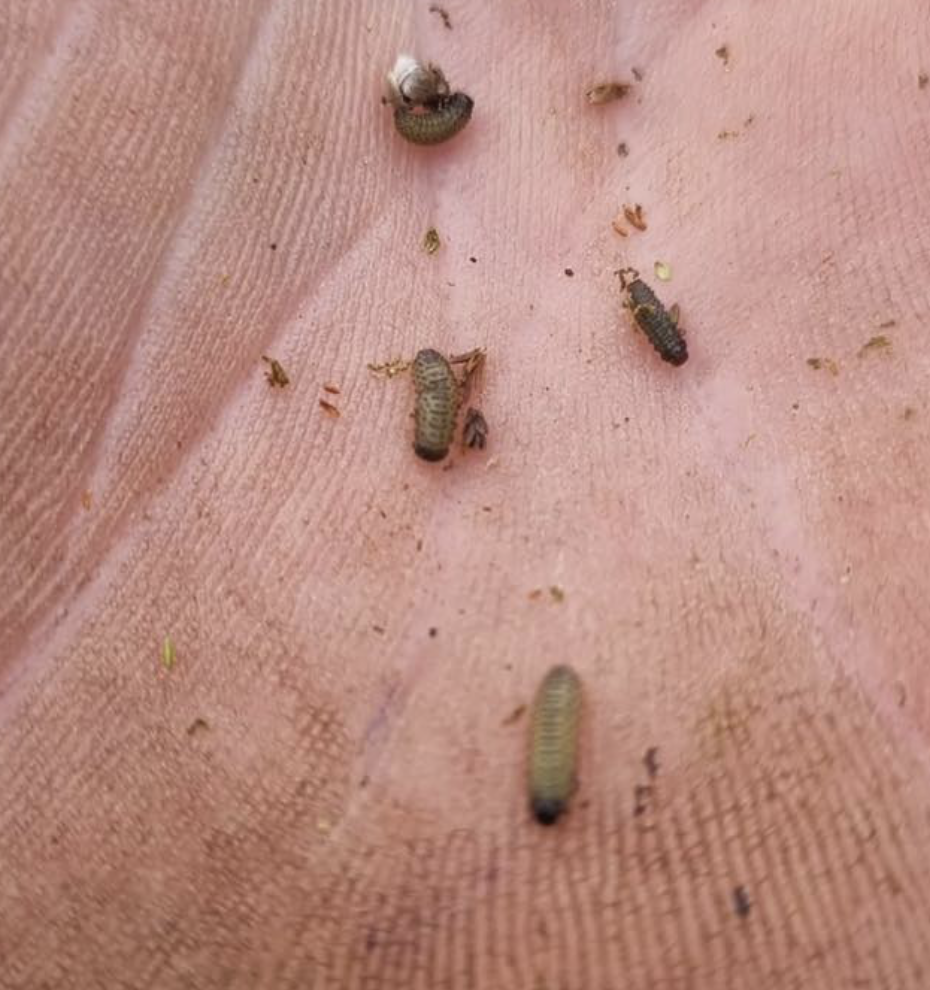 Coping with beetle mania