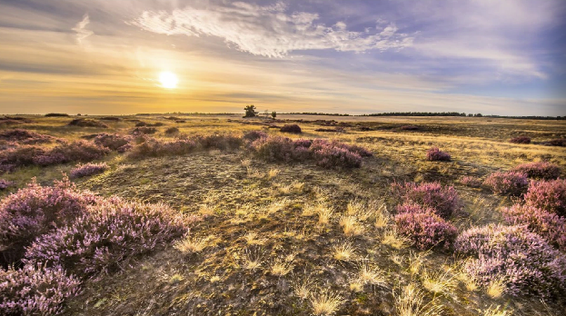 More Than Moorland