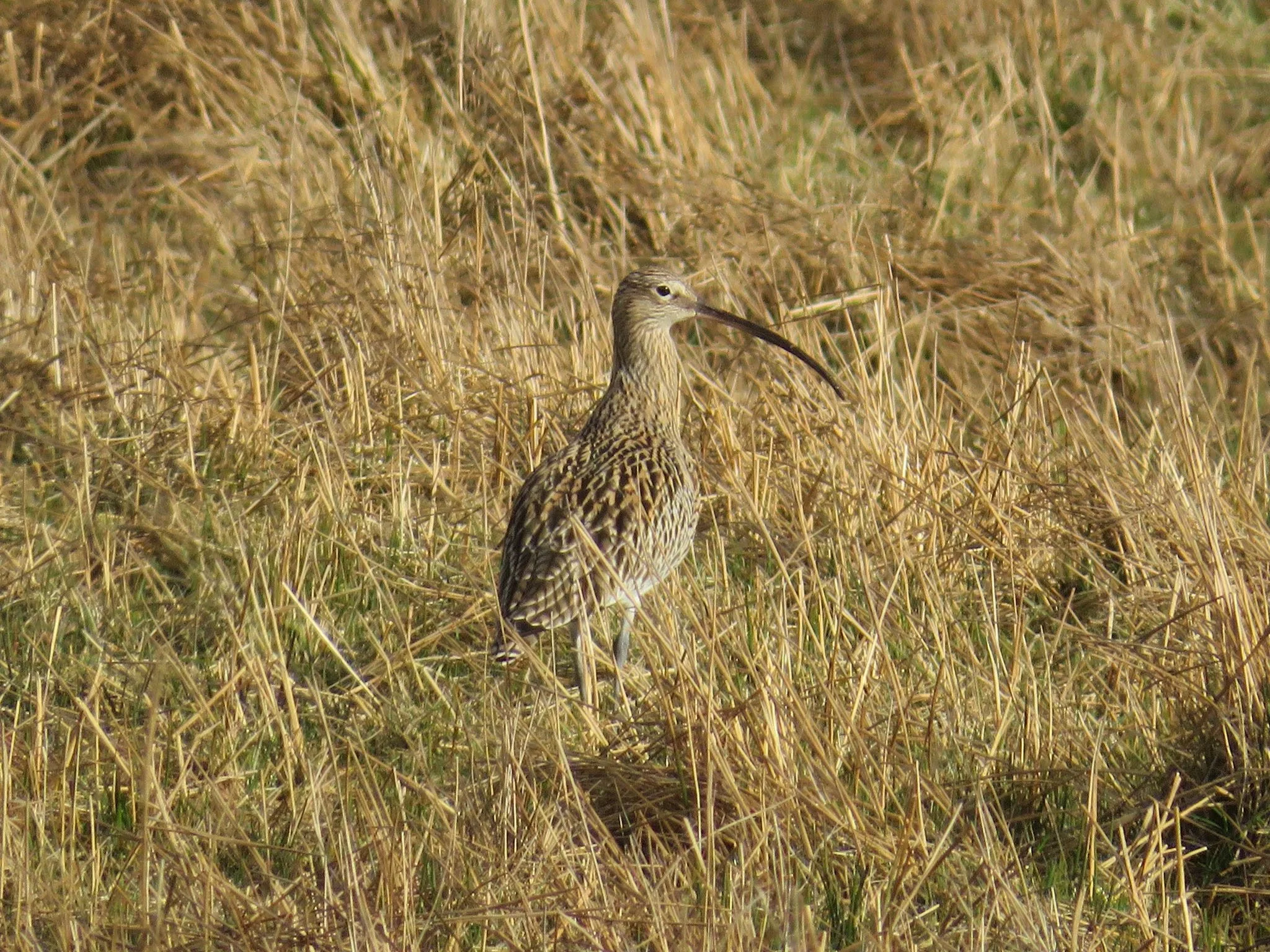 Wildlife Thrives on the Moors of the North Pennines