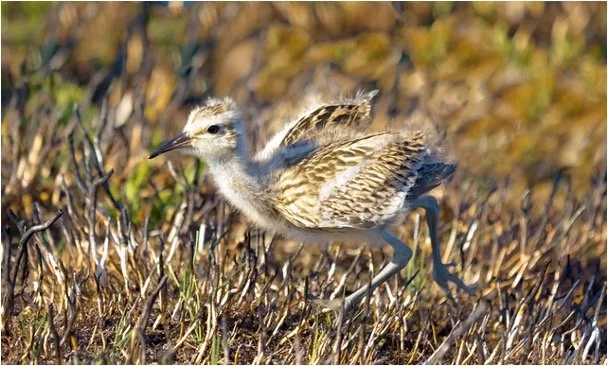 World Curlew Day 2026: Hope From Our Managed Moorlands