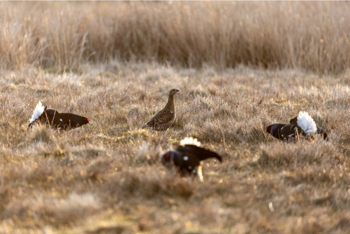Black grouse leks reach peak in north Pennines uplands