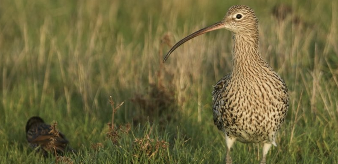Curlew &amp; Endangered Wader Safaris