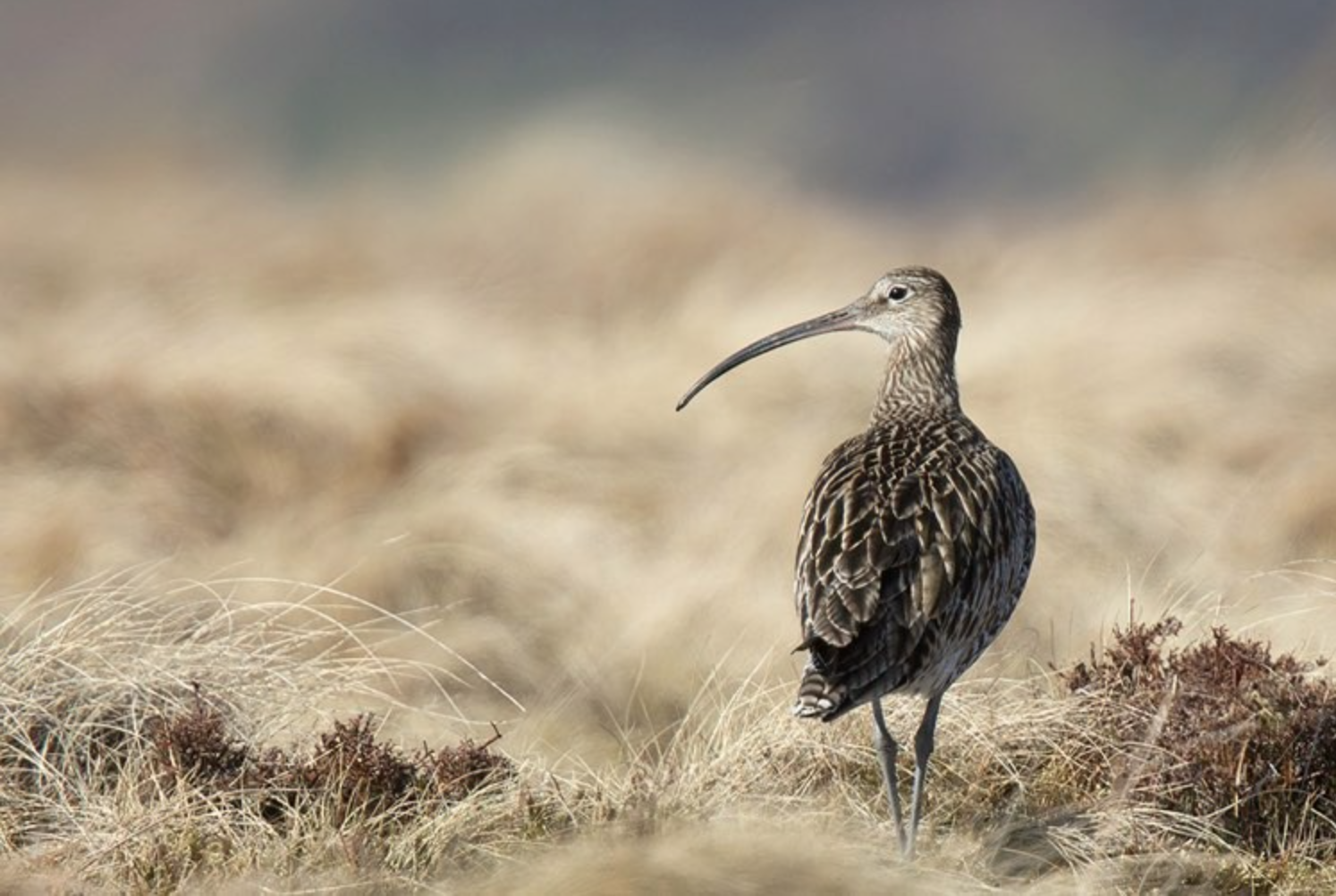 Moorland Bird Safari