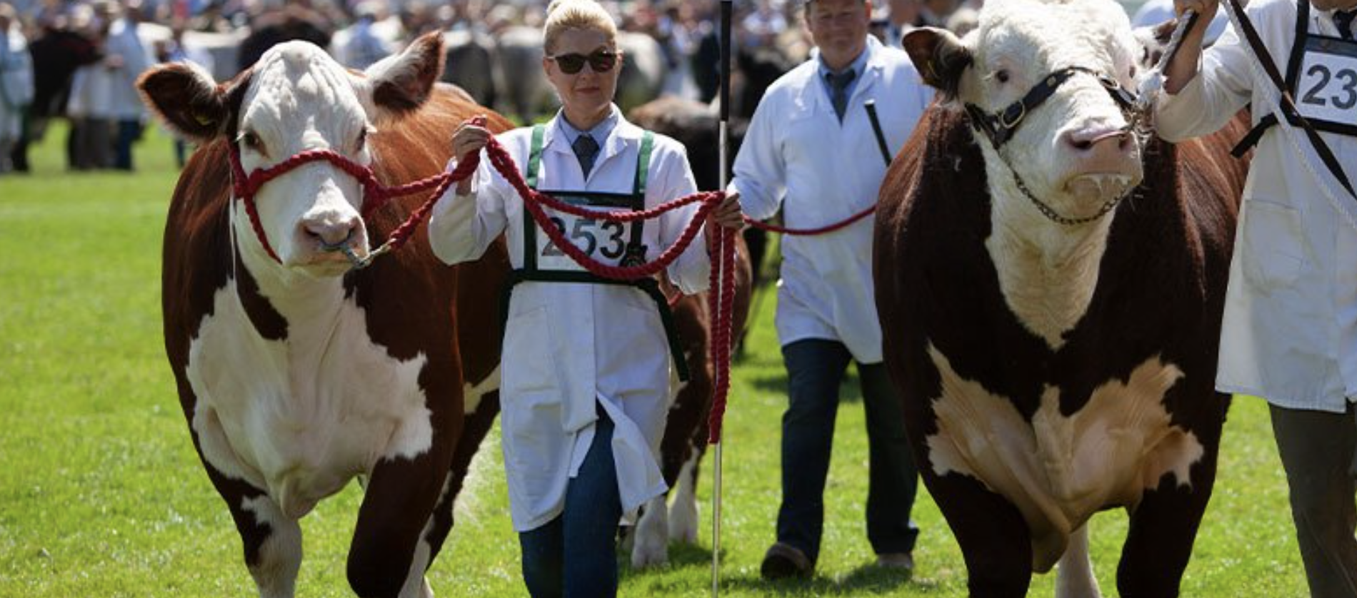 The Great Yorkshire Show