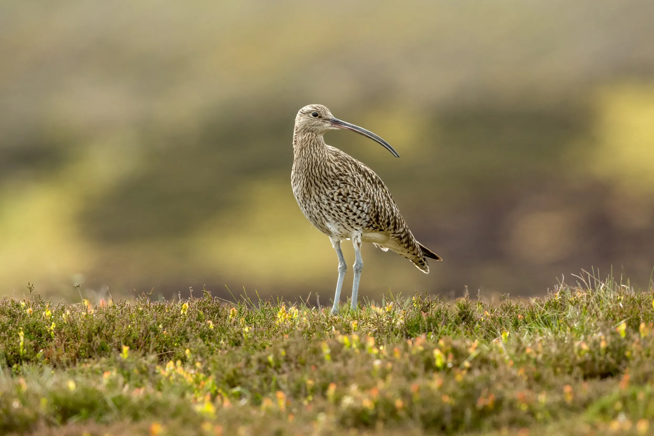 Why You Can Still Hear a Curlew in the Yorkshire Dales