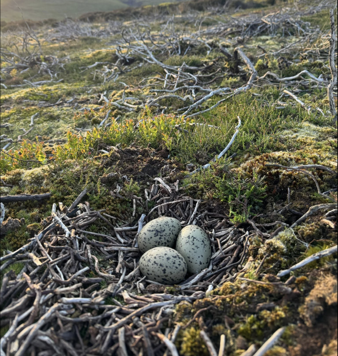 The Peak District Moorland Group Brings Moorland Wildlife to the Screen