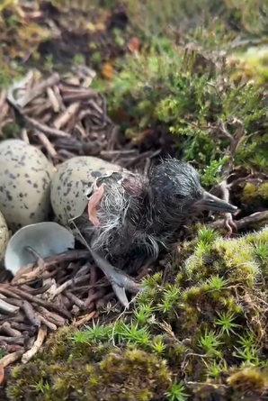 Watch an Oystercatcher Chick Hatching on the Peak District Moors 