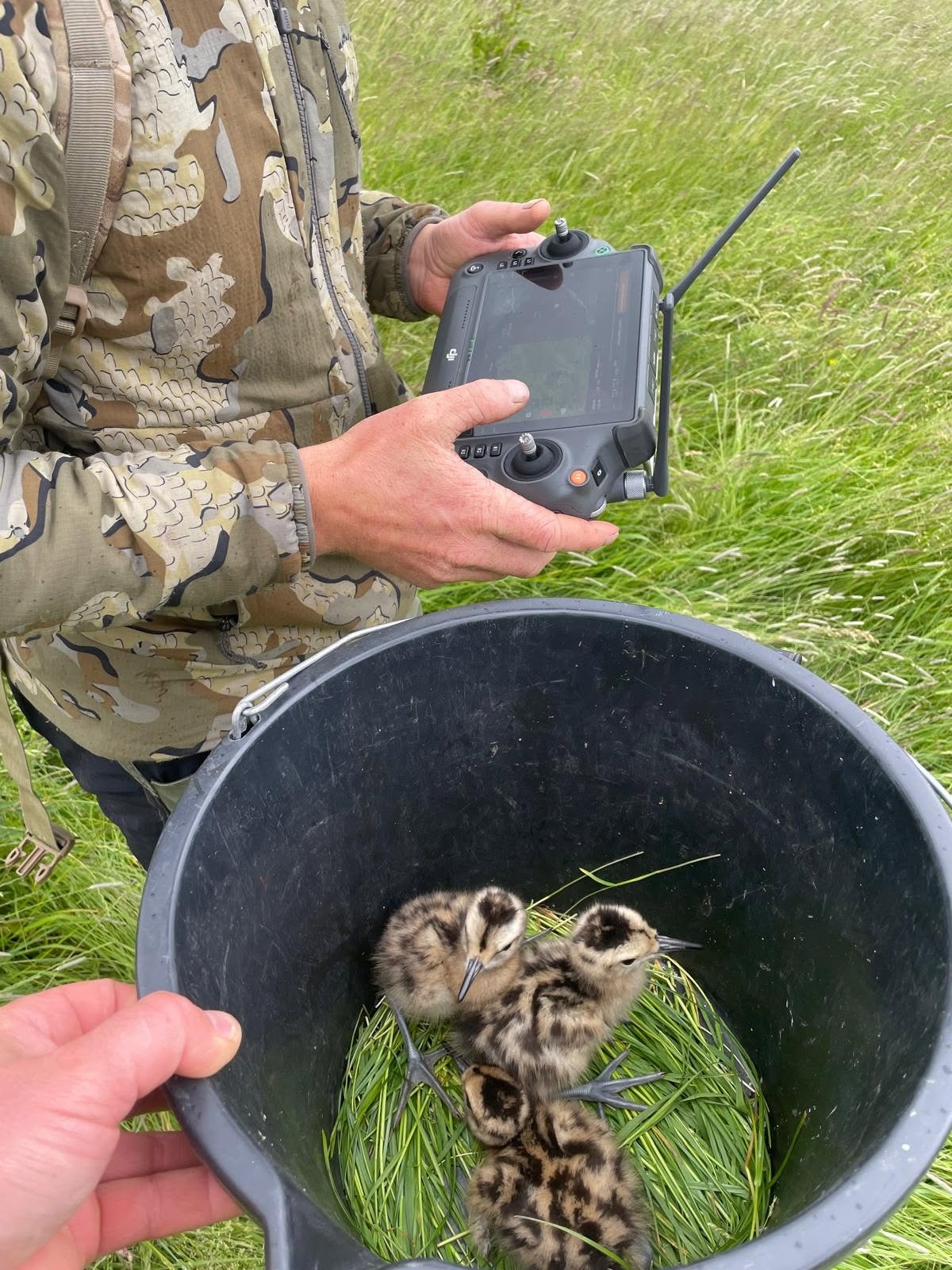 Thermal Drones and Teamwork: How Yorkshire Dales Keepers Are Saving Red-Listed Waders