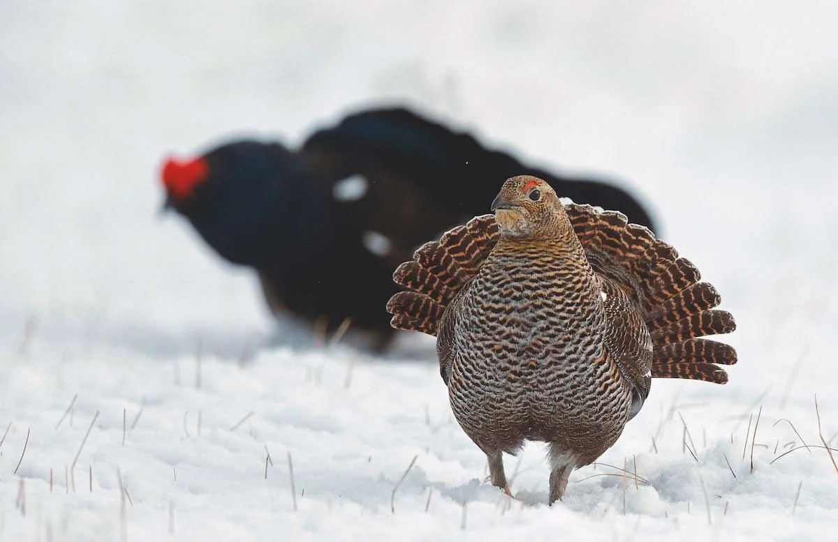 As Black Grouse Numbers Fall, Inspiring the Next Generation Has Never Been More Important