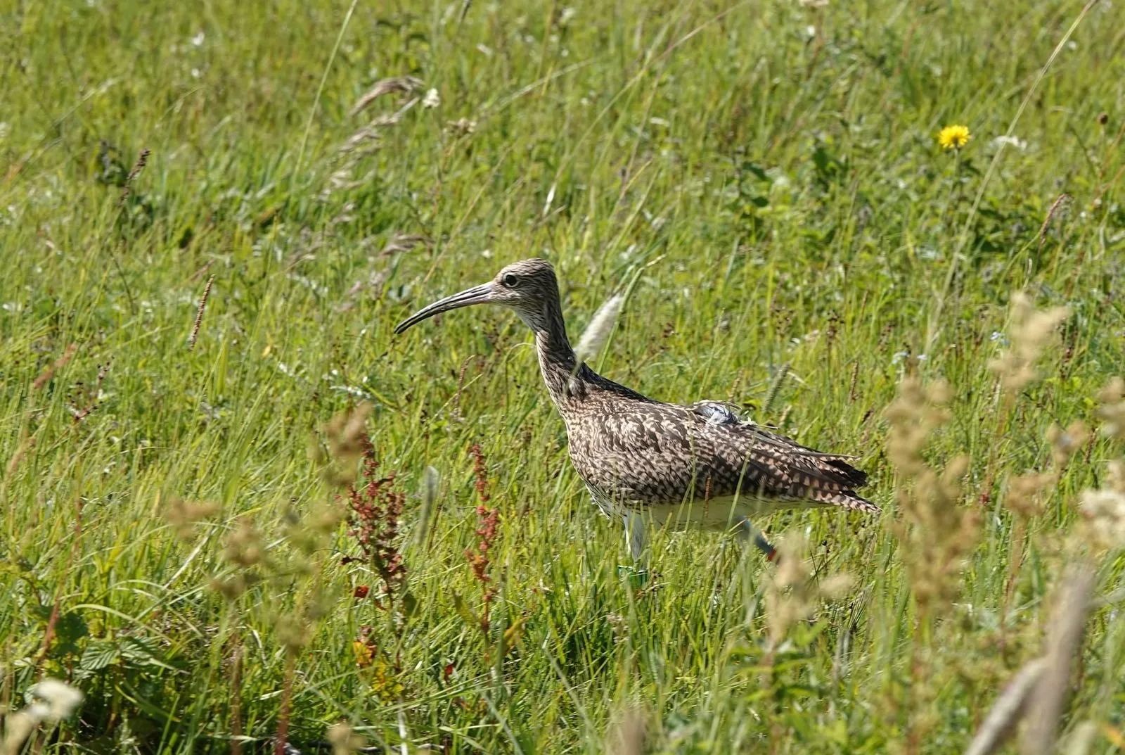 Yorkshire Dales Curlews Released in Ireland in Landmark Conservation Project
