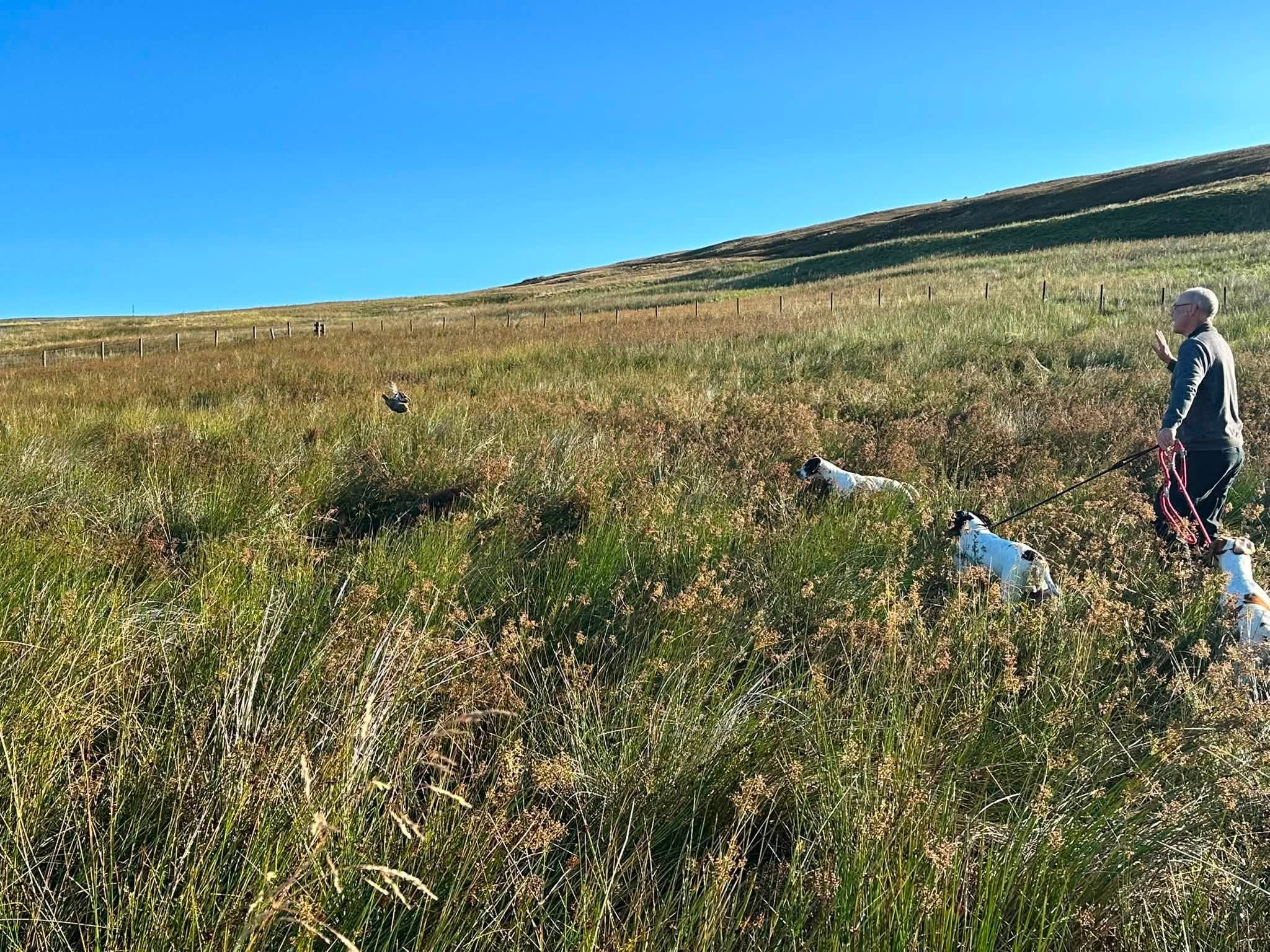 From Counting to Kitchen Counter: The Sustainable Process That Puts Grouse onto Plates