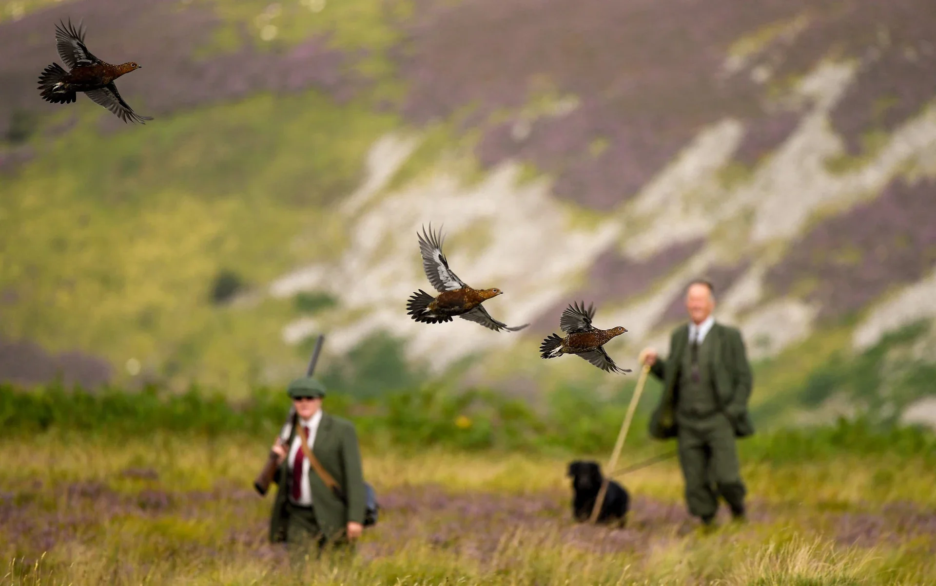 If You Actually Like Birds, Let Gamekeepers Manage Them – Not the RSPB