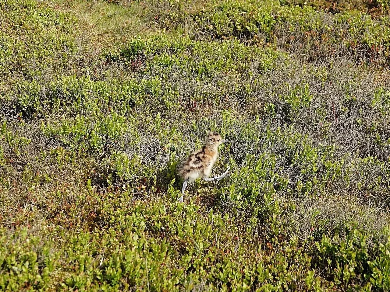 Every Record Counts: Local Knowledge for Wader Conservation