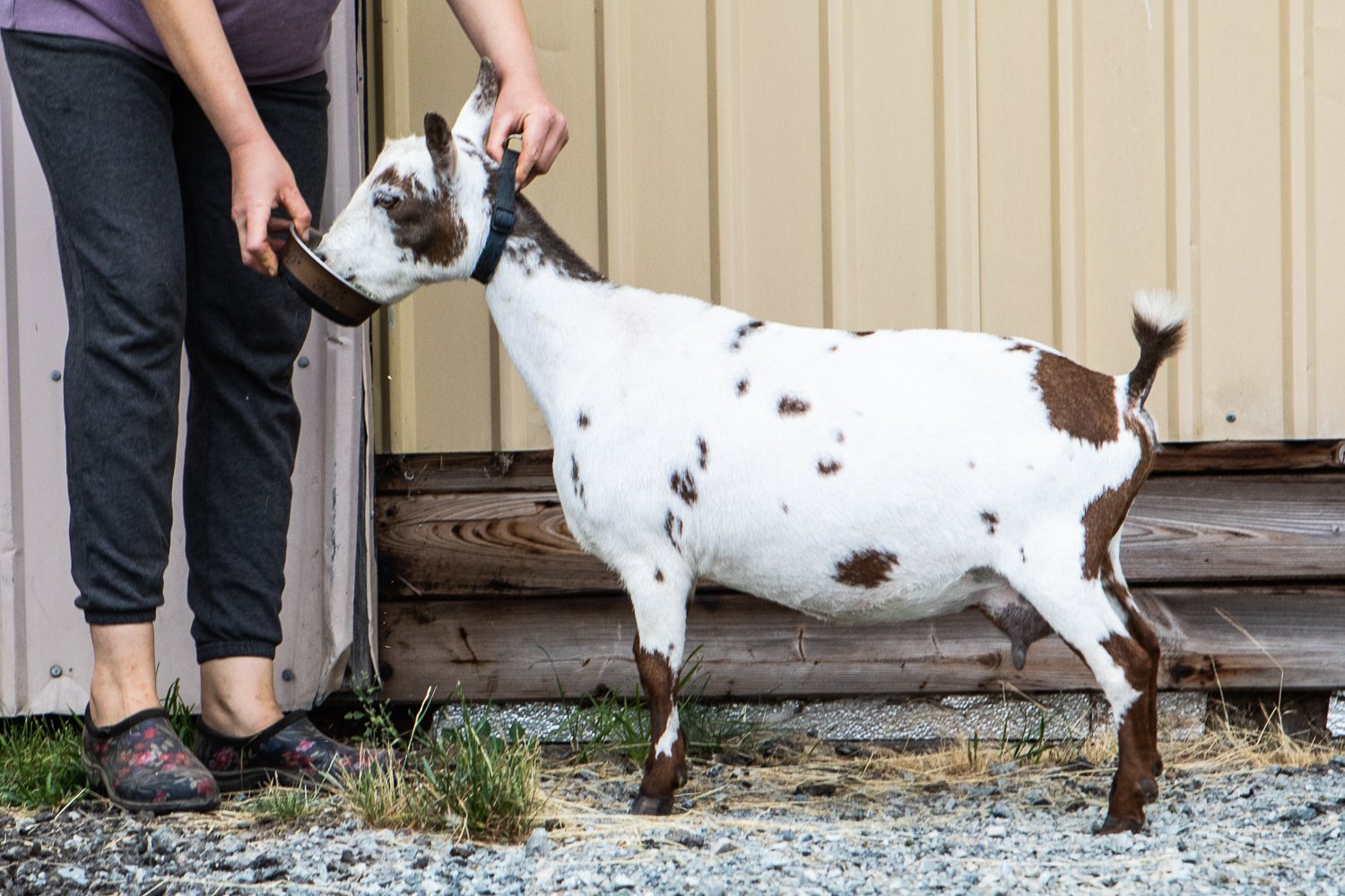 DOES 2022 breeding goats, for website EBFF-11.jpg