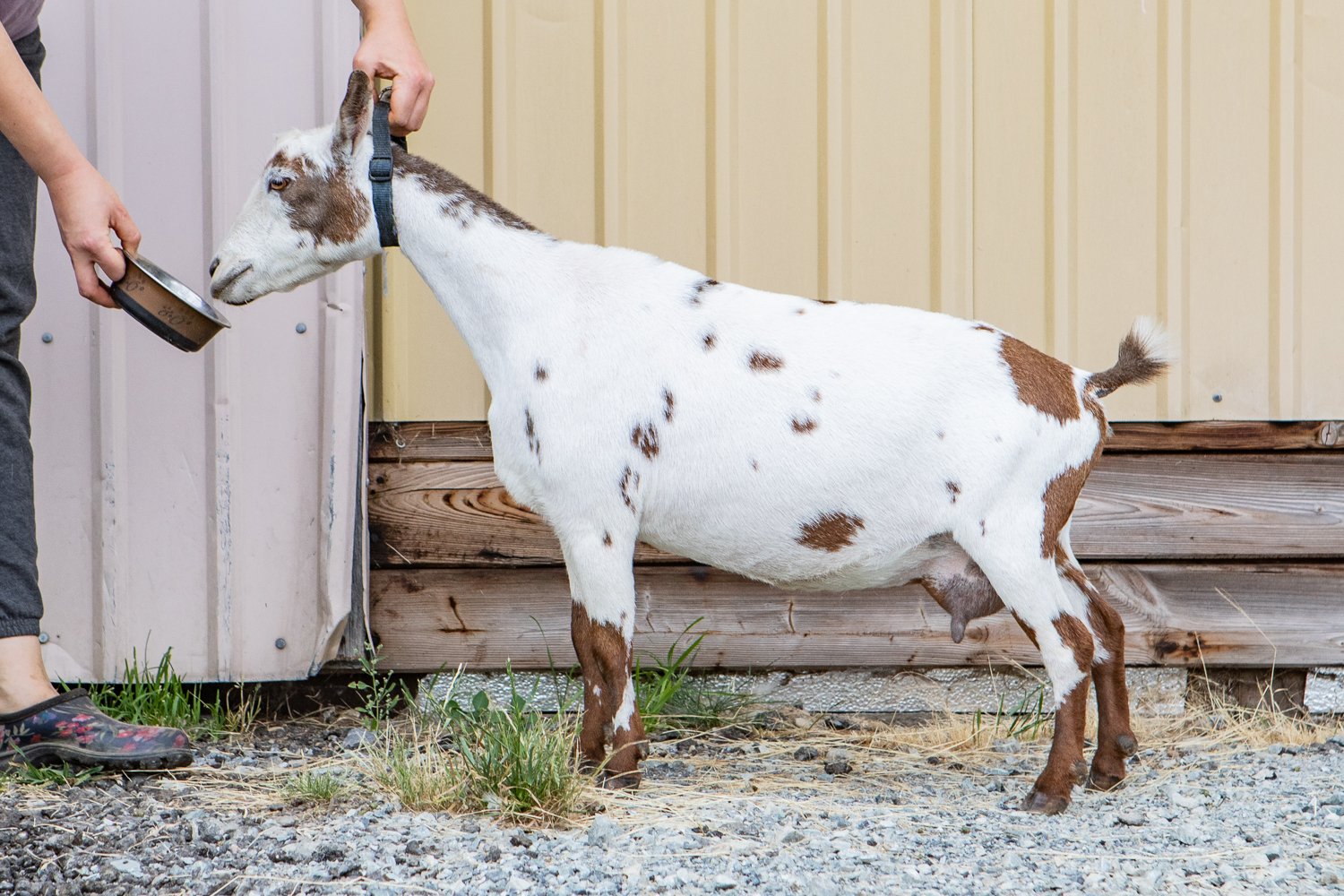 DOES 2022 breeding goats, for website EBFF-13.jpg
