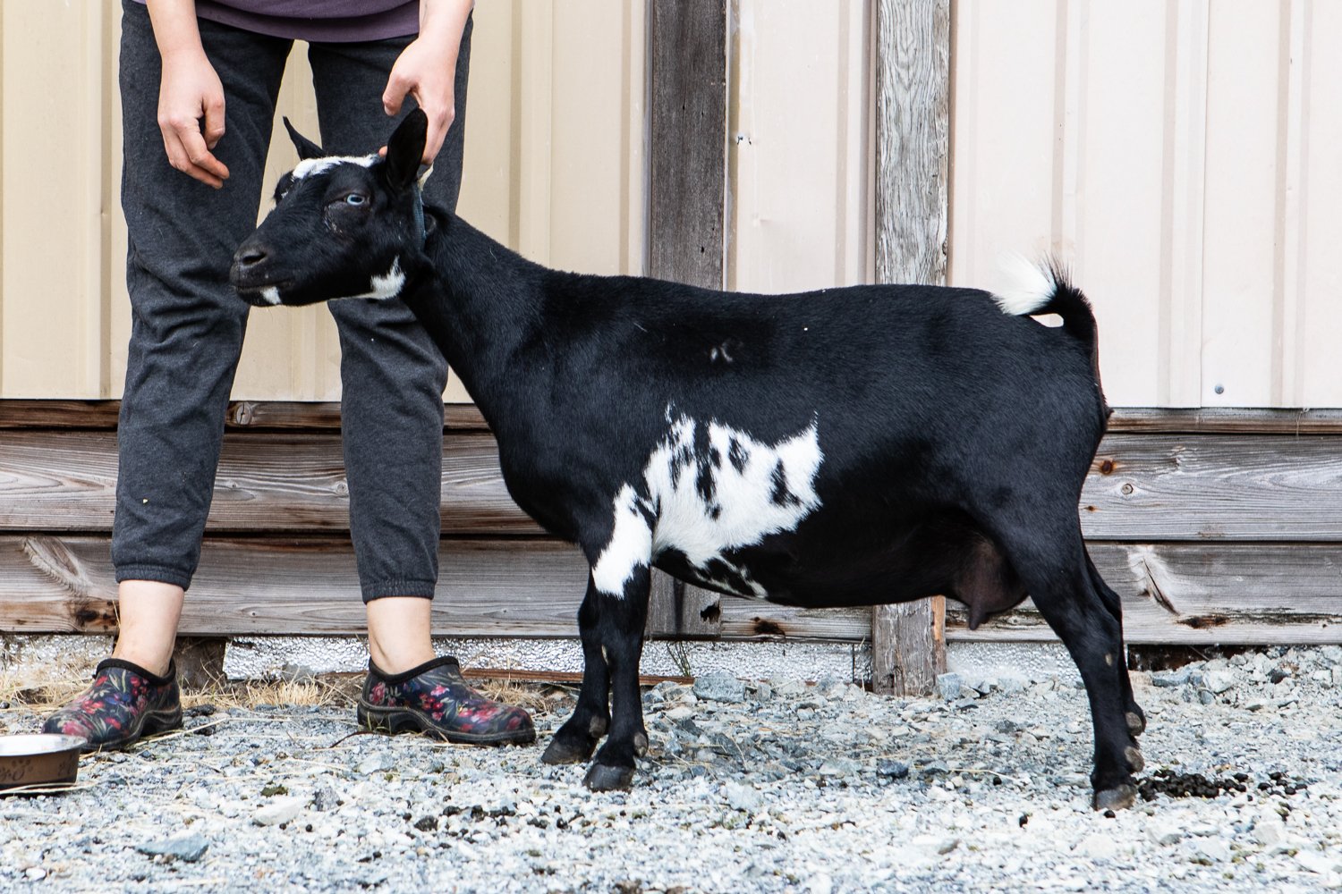 DOES 2022 breeding goats, for website EBFF-5.jpg