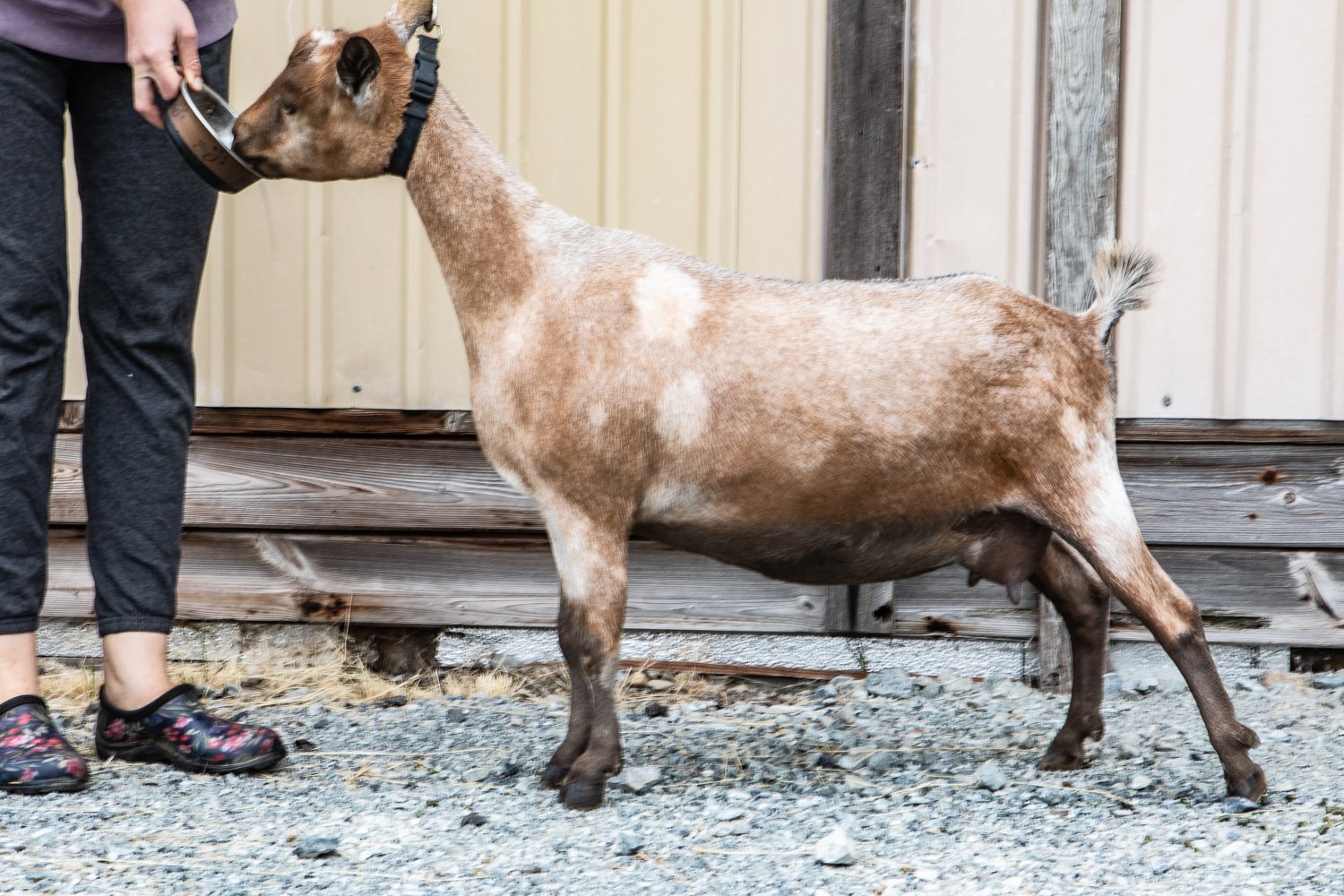 DOES 2022 breeding goats, for website EBFF-2.jpg