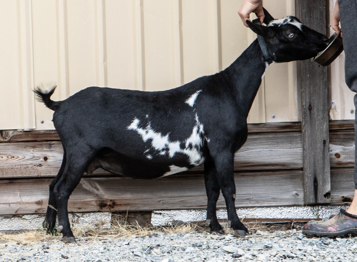 DOES 2022 breeding goats, for website EBFF-14.jpg
