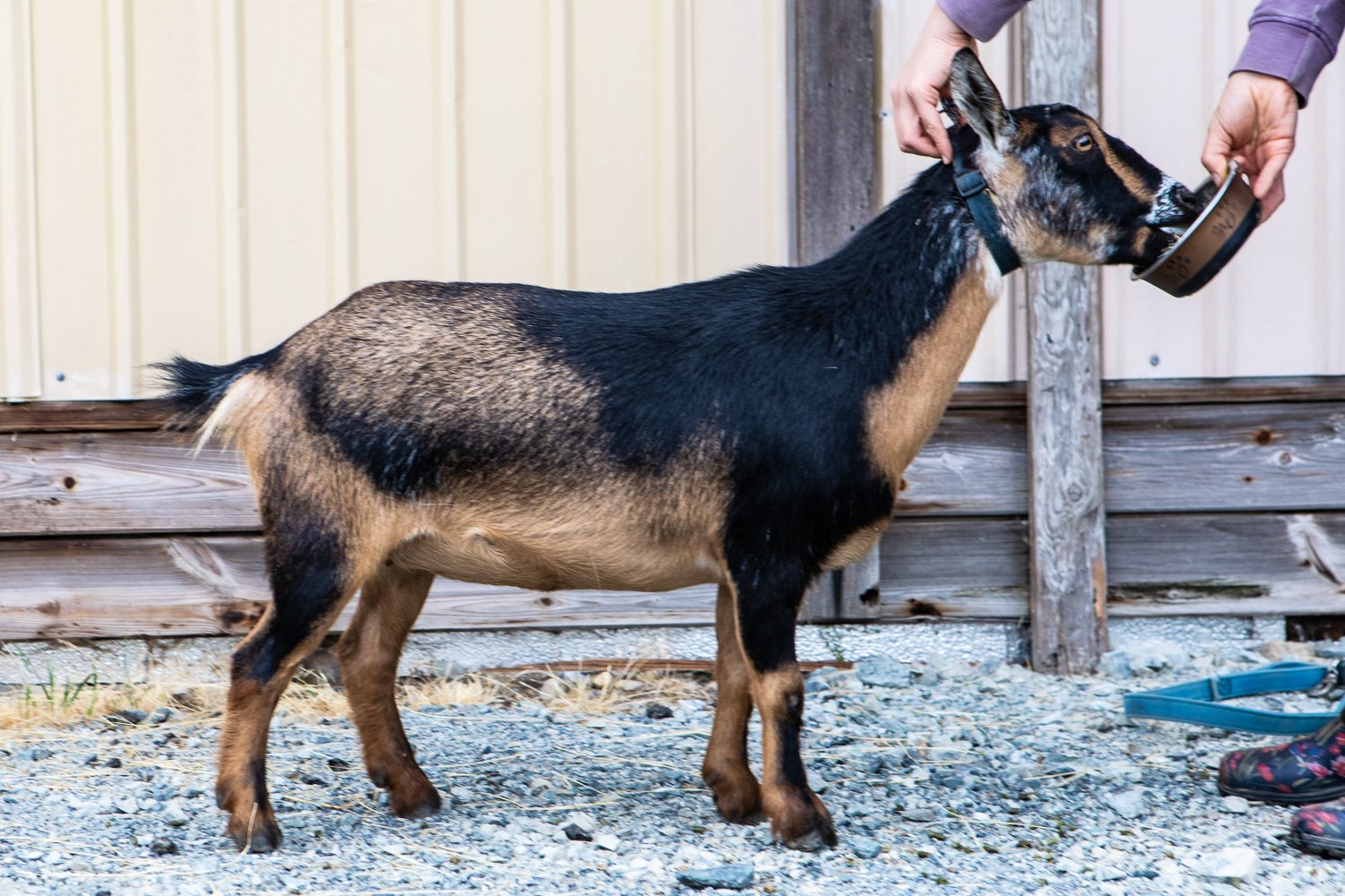 DOES 2022 breeding goats, for website EBFF-4.jpg