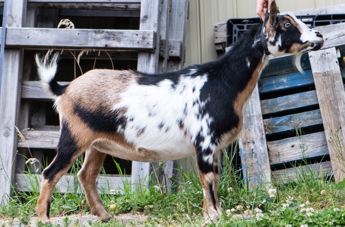 DOES 2022 breeding goats, for website EBFF-3(1).jpg