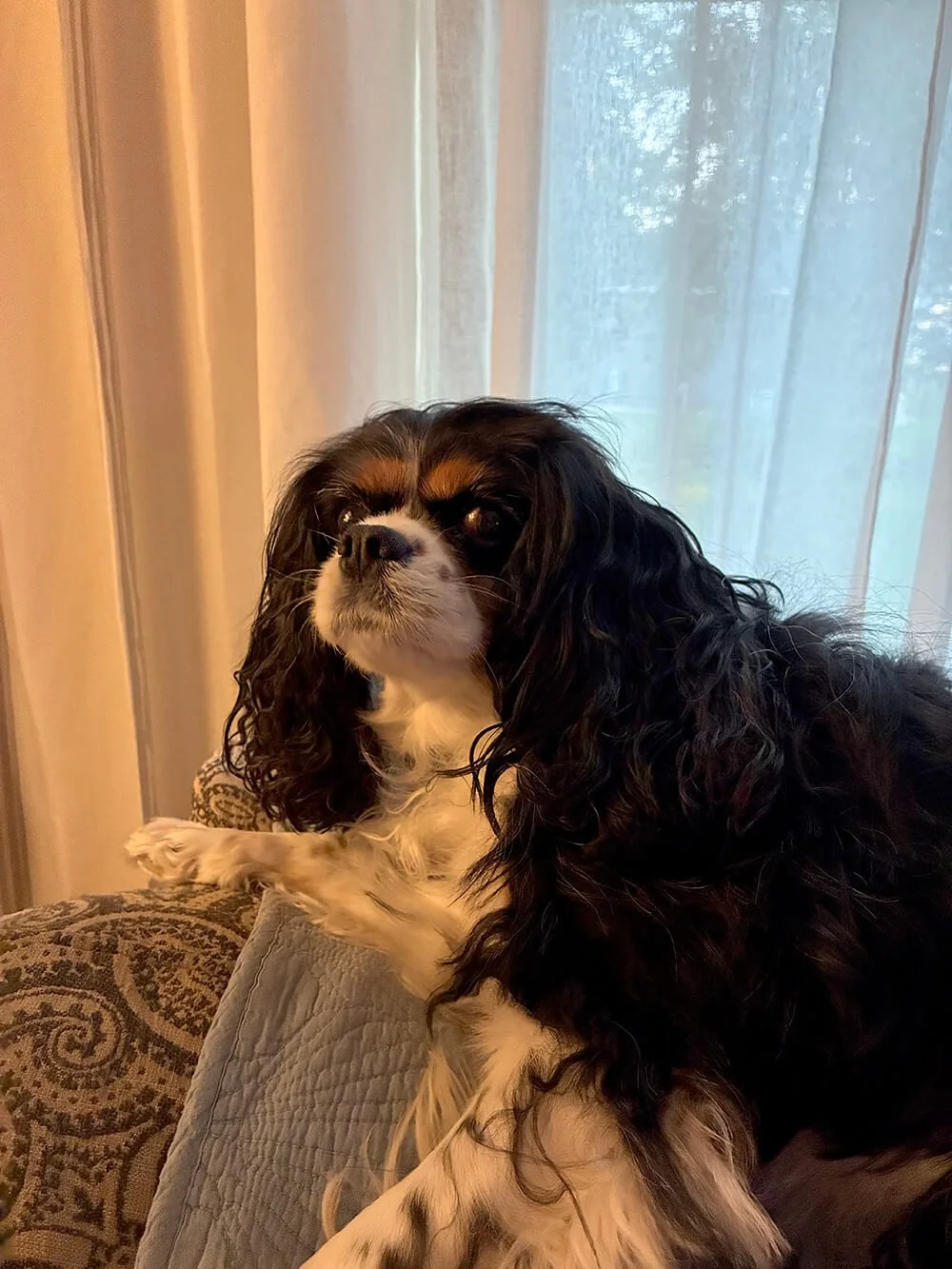 A Cavalier King Charles Spaniel dog with black, white, and brown fur sitting on a sofa with a patterned pillow, near a window with sheer curtains.