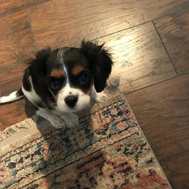 A small black, white, and brown puppy sitting on a patterned rug next to a wooden floor, looking up at the camera.