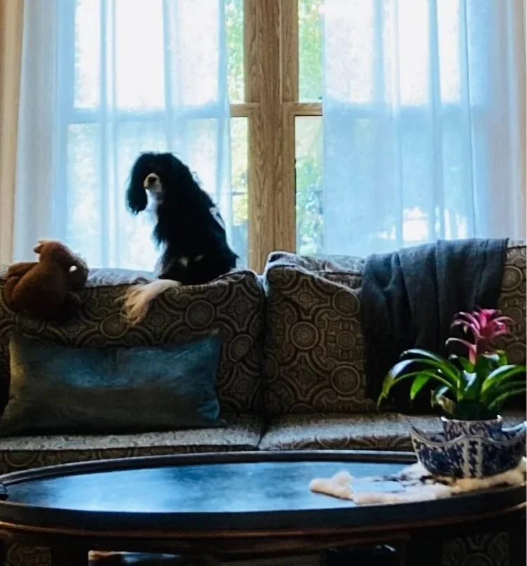 A dog sitting on a patterned sofa with a stuffed animal, in front of large windows with sheer curtains, a coffee table with a flower arrangement in a blue and white vase, and a pillow and throw blanket.