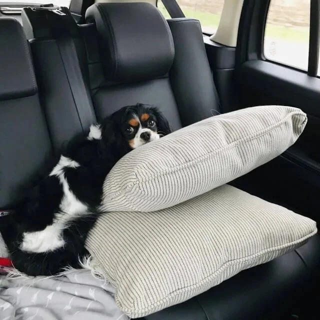 A small black, white, and brown puppy lying in the backseat of a car with pillows supporting its head and body.