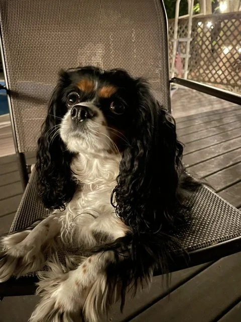 A Cavalier King Charles Spaniel dog sitting on an outdoor chair on a wooden deck.