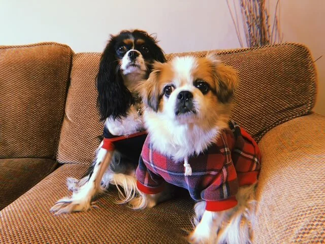 Two small dogs wearing plaid jackets sit on a brown couch in a living room with a plain wall and some dried plants in the background.