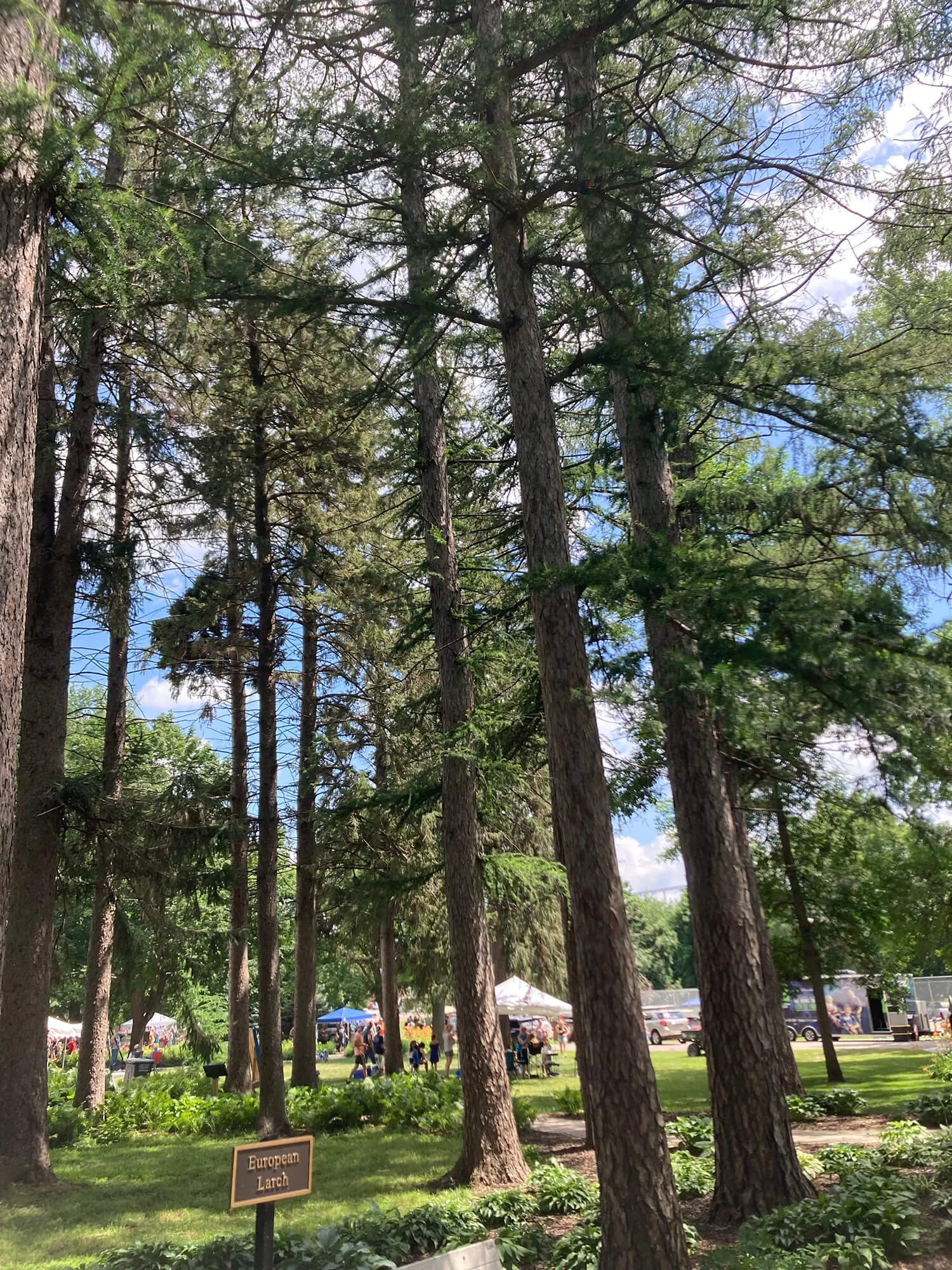Tall pine trees with a park or outdoor event area visible in the background, including tents and people, and a sign that reads "European Larch".