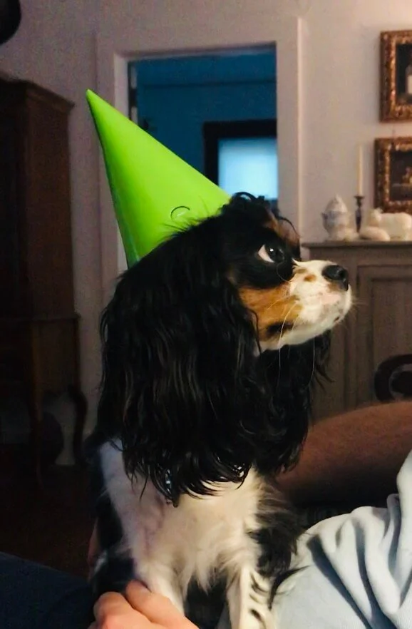 Dog wearing a bright green party hat, sitting indoors with a dark background and furniture.