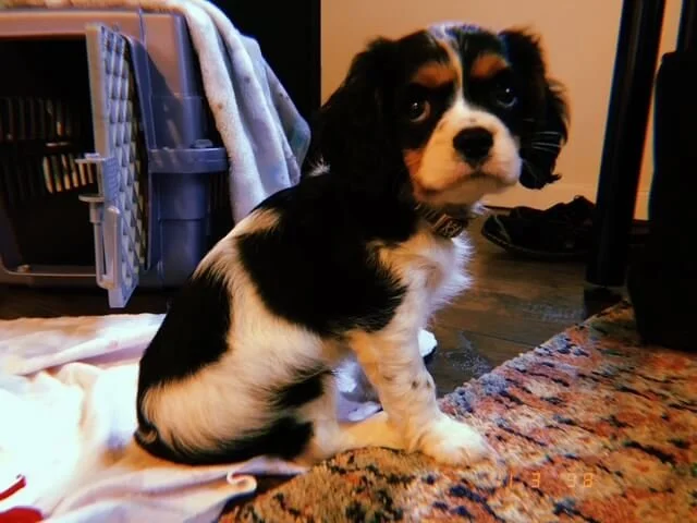 A cute black and white puppy sitting on a rug indoors, looking at the camera with a sad expression.