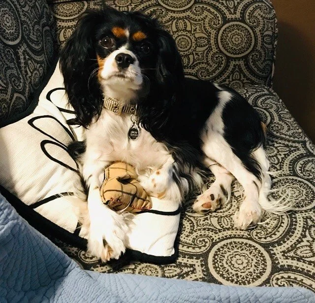 A small black, white, and tan dog lying on a patterned couch with a dog toy on its front paws
