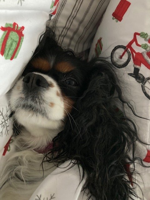 A Cavalier King Charles Spaniel dog resting its head between holiday-themed pillows with gift and bicycle designs.