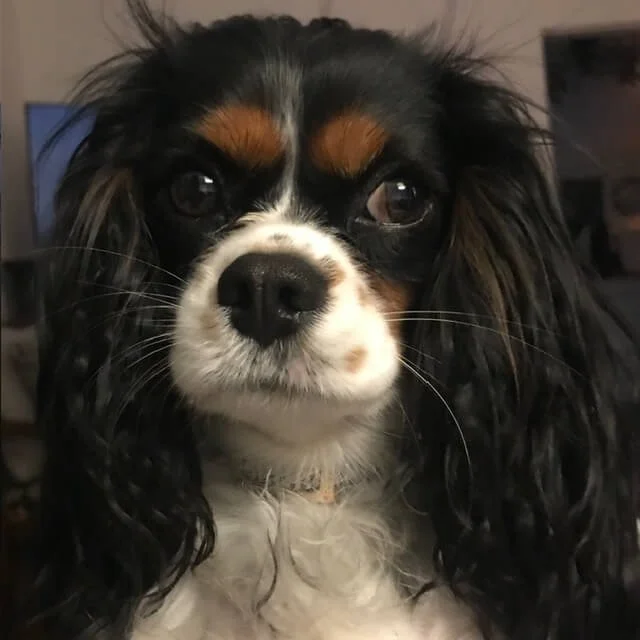 Close-up of a Cavalier King Charles Spaniel with black, white, and brown fur, looking into the camera.