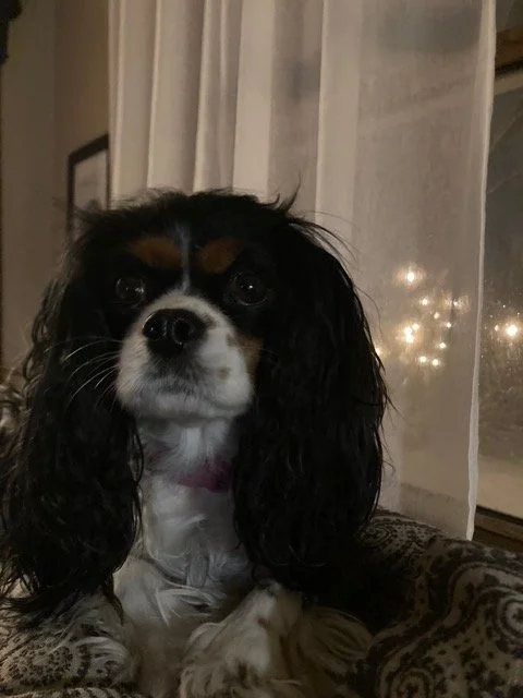 A Cavalier King Charles Spaniel sitting on a patterned cushion in a cozy room with a window and white curtains, reflecting Christmas lights.
