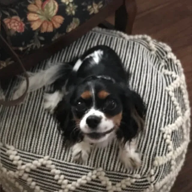 A small Cavalier King Charles Spaniel dog sitting on a striped cushion with fringed edges, looking up at the camera with a happy expression.
