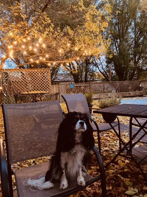 A dog sitting on a patio chair in a backyard with fall leaves, string lights on a tree, and outdoor furniture.