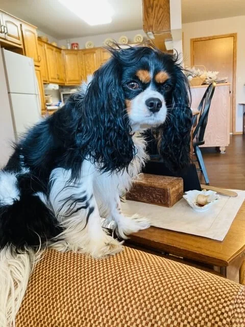 A Cavalier King Charles Spaniel dog sitting on a table with a wooden block and a half-eaten piece of bread in a kitchen.