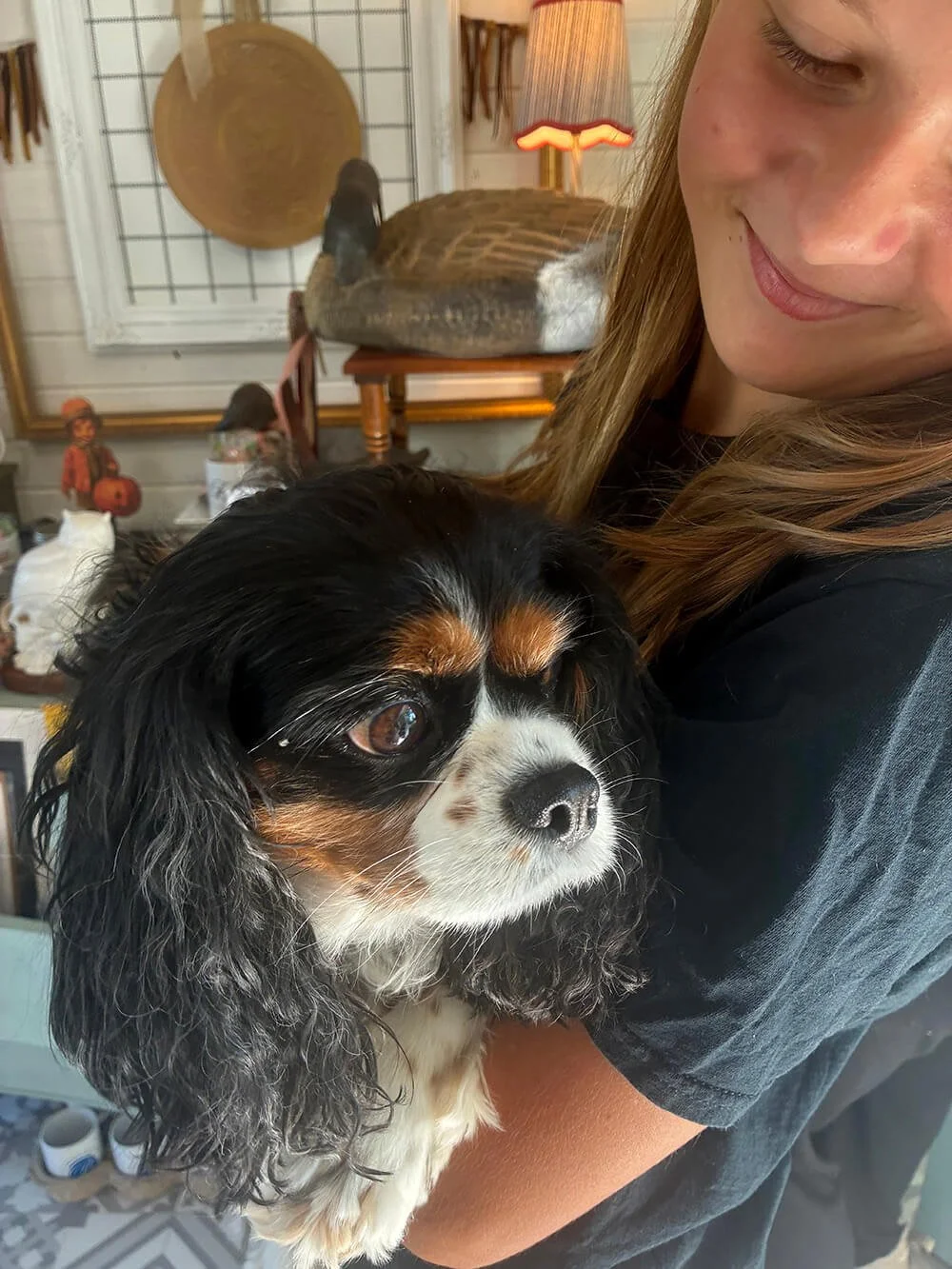A woman holding a black and white Cavalier King Charles Spaniel puppy indoors, with Christmas decorations and rustic decor in the background.