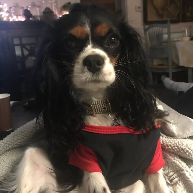 A black and white dog with long, curly ears, wearing a red and black shirt, sitting indoors on a blanket.