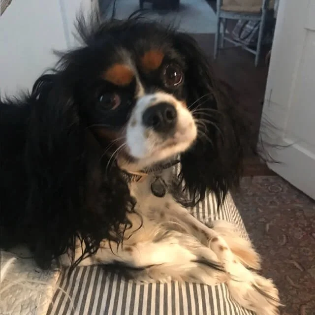 A Cavalier King Charles Spaniel sitting on a striped cushion indoors, with a curious expression.
