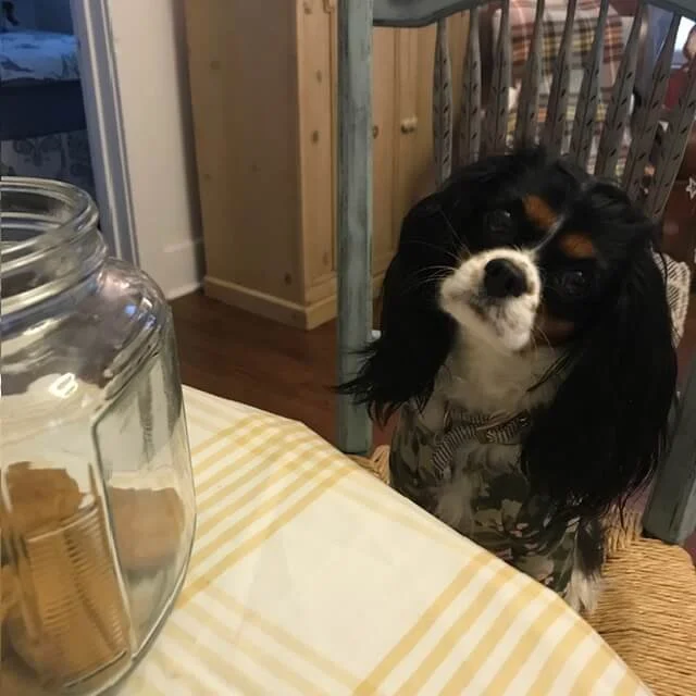 A dog with long ears and black, white, and brown fur sitting at a table with a yellow-checked tablecloth, near a glass jar filled with cookies or crackers.