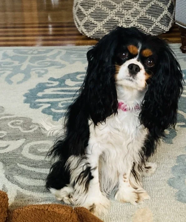 A small Cavalier King Charles Spaniel puppy with black, white, and brown fur sitting on a patterned rug in a cozy room.
