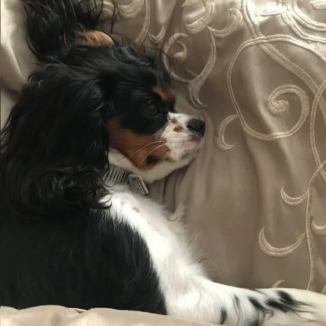 A black, white, and brown Cavalier King Charles Spaniel puppy resting on a beige, embroidered pillow.